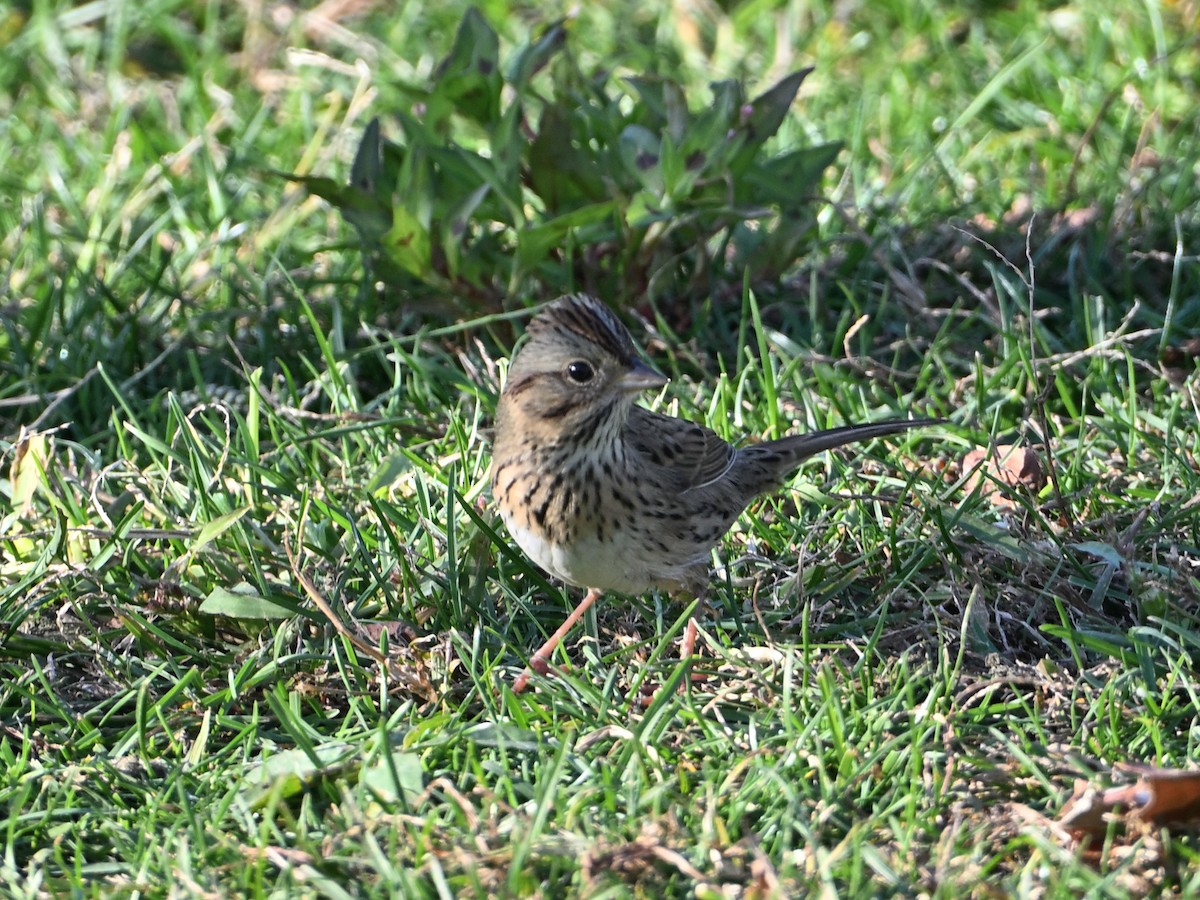 Lincoln's Sparrow - ML643954816