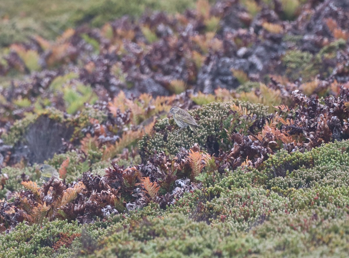 ノドグロシトド - ML643954822