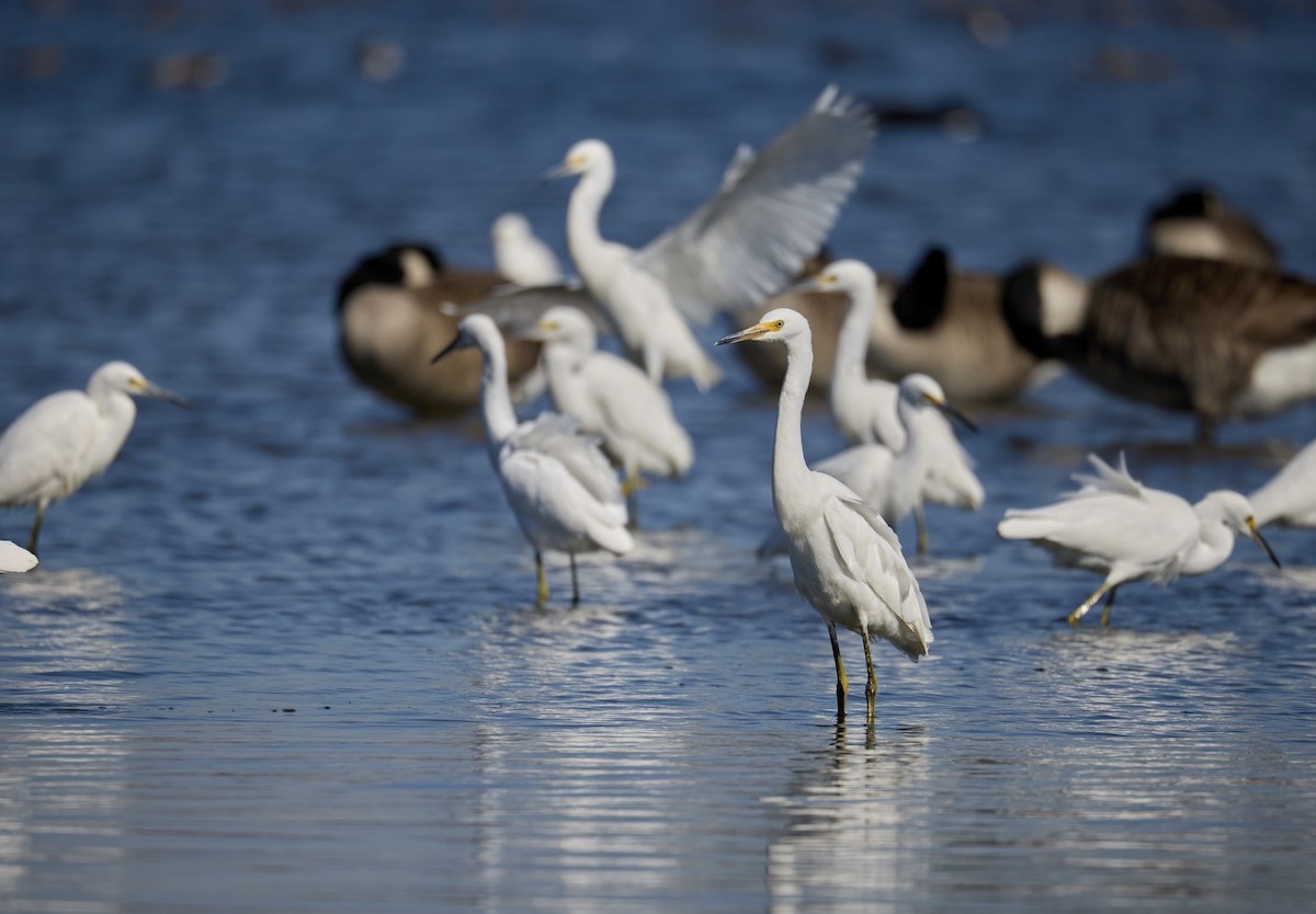 Snowy Egret - ML643954823