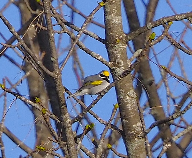 Golden-winged Warbler - ML643954832