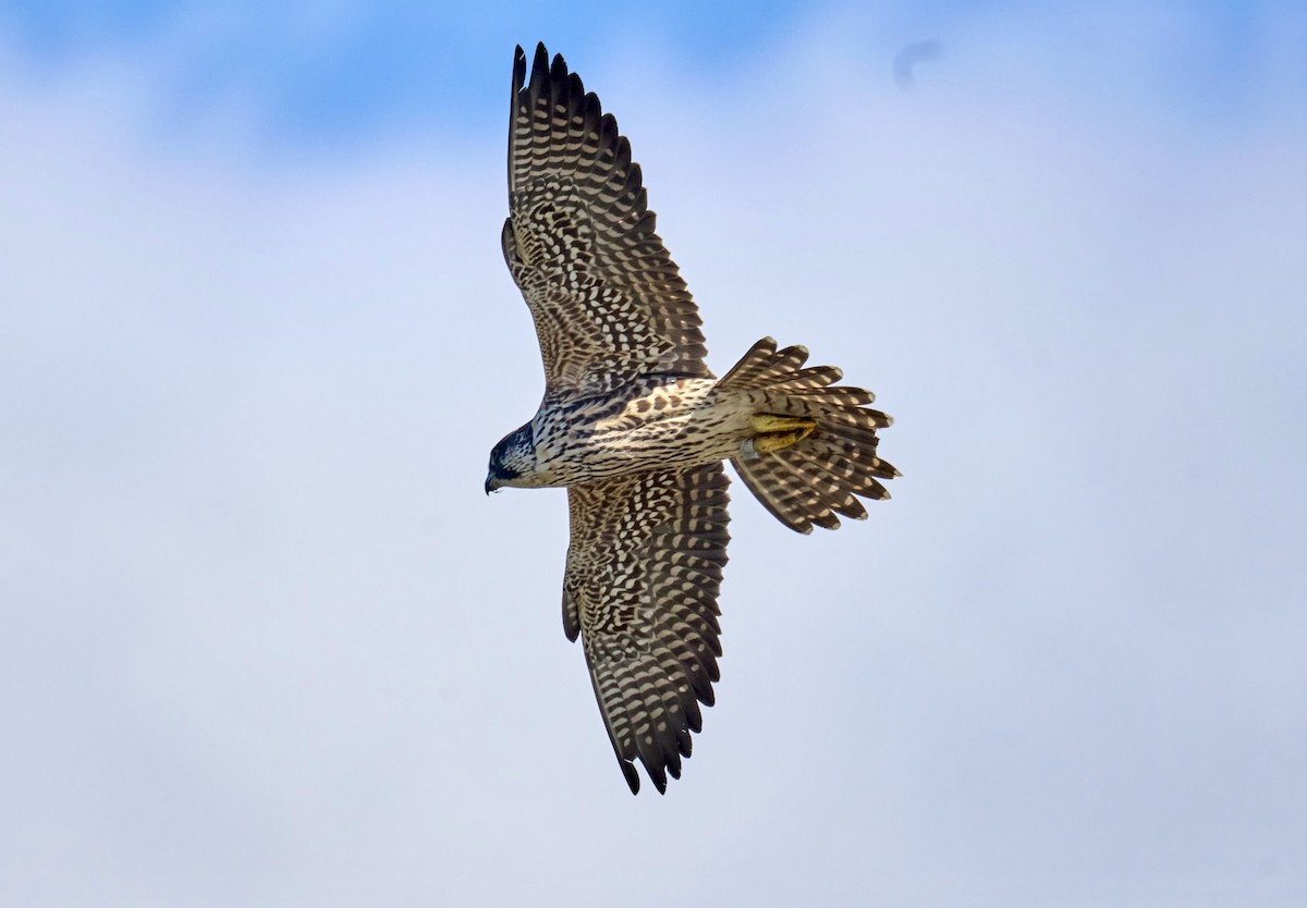 Peregrine Falcon - ML643954834