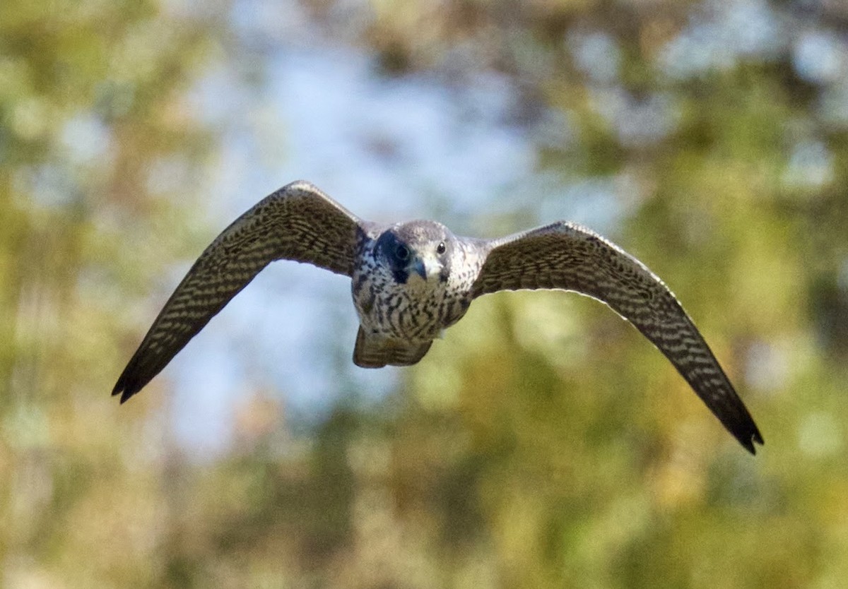 Peregrine Falcon - ML643954835