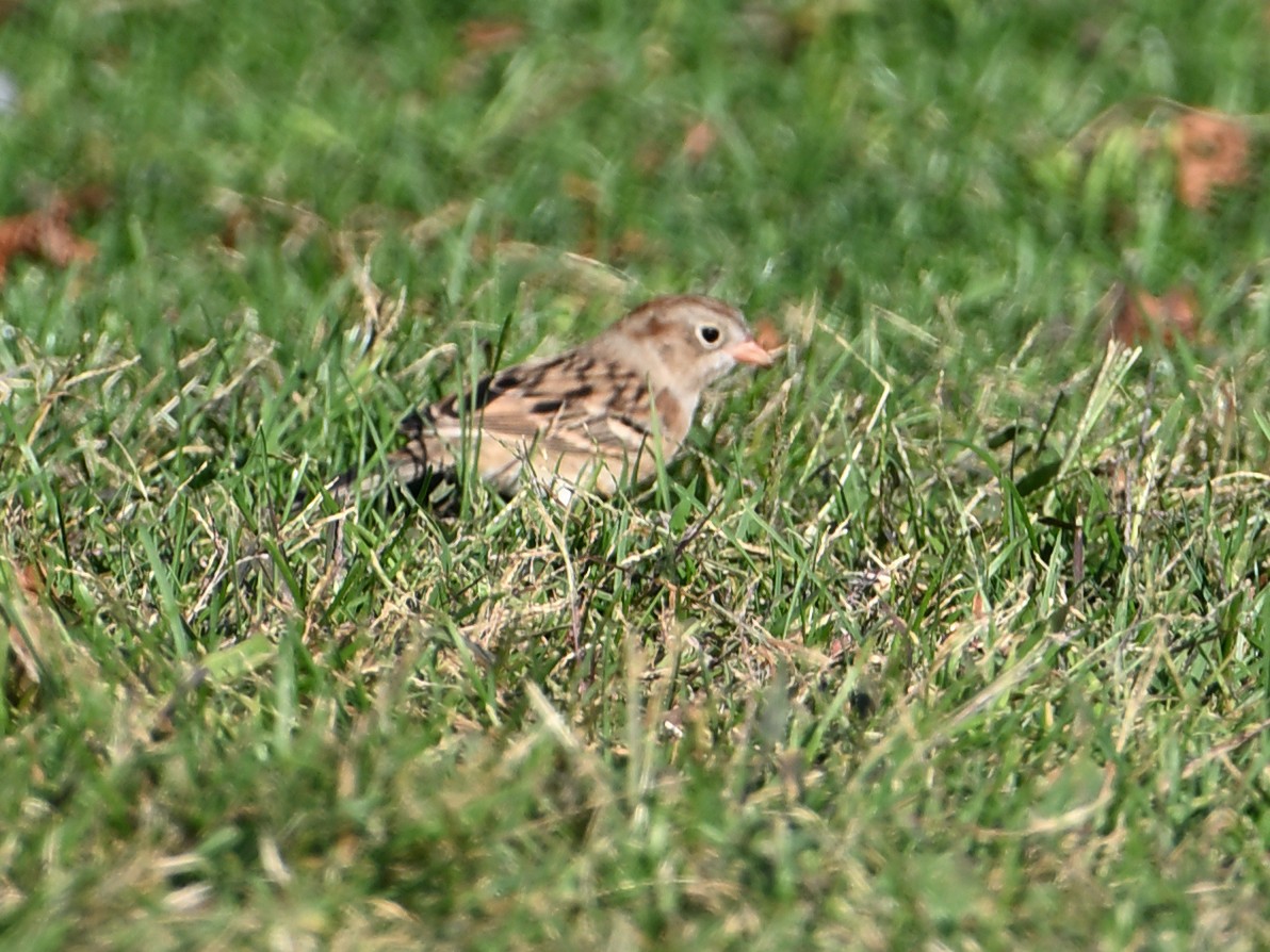 Field Sparrow - ML643954841