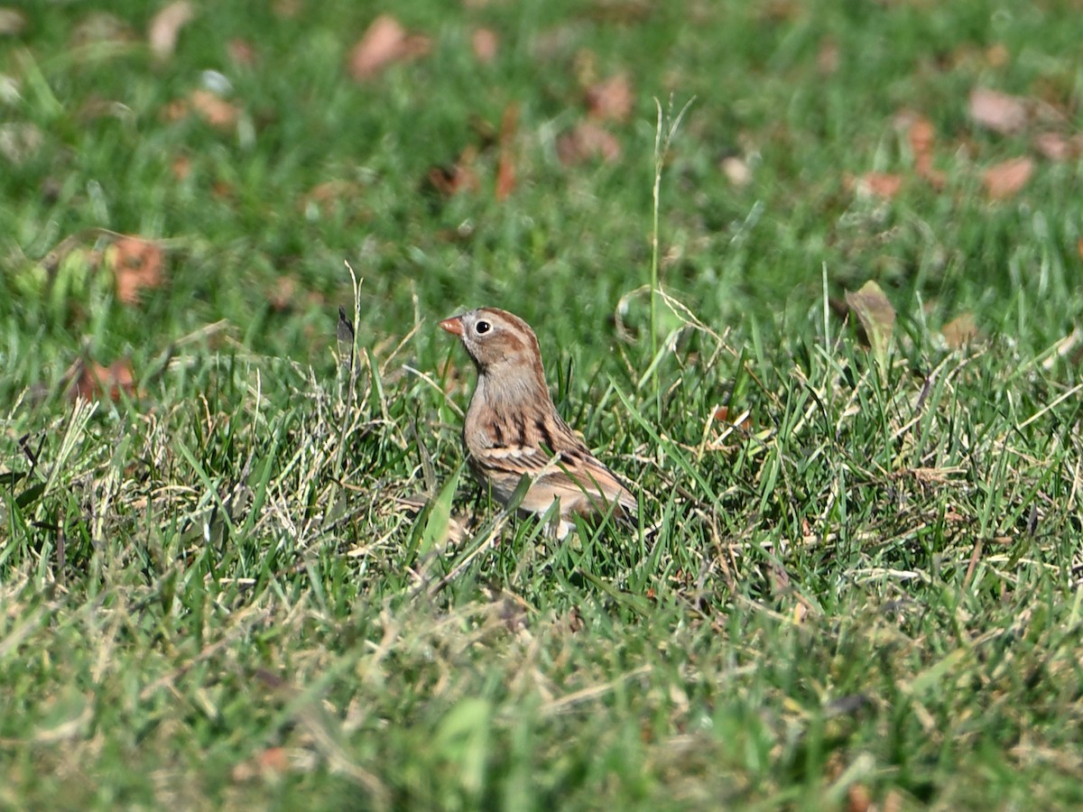 Field Sparrow - ML643954843