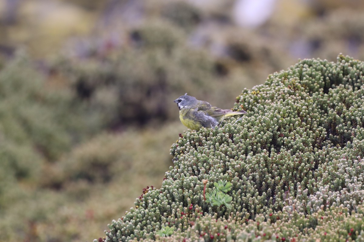 ノドグロシトド - ML643954844