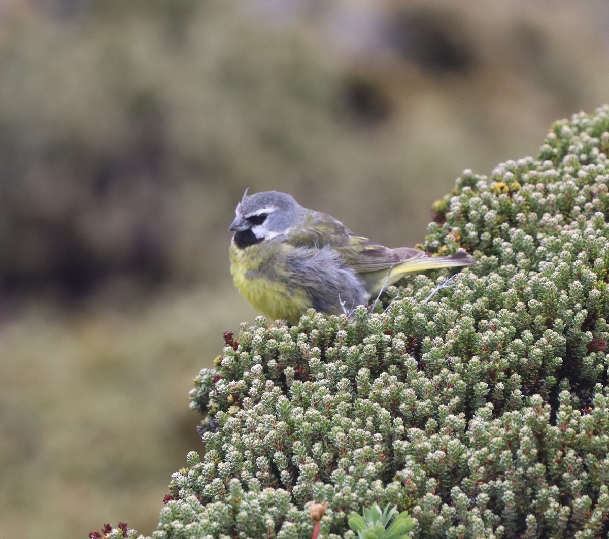 ノドグロシトド - ML643954870