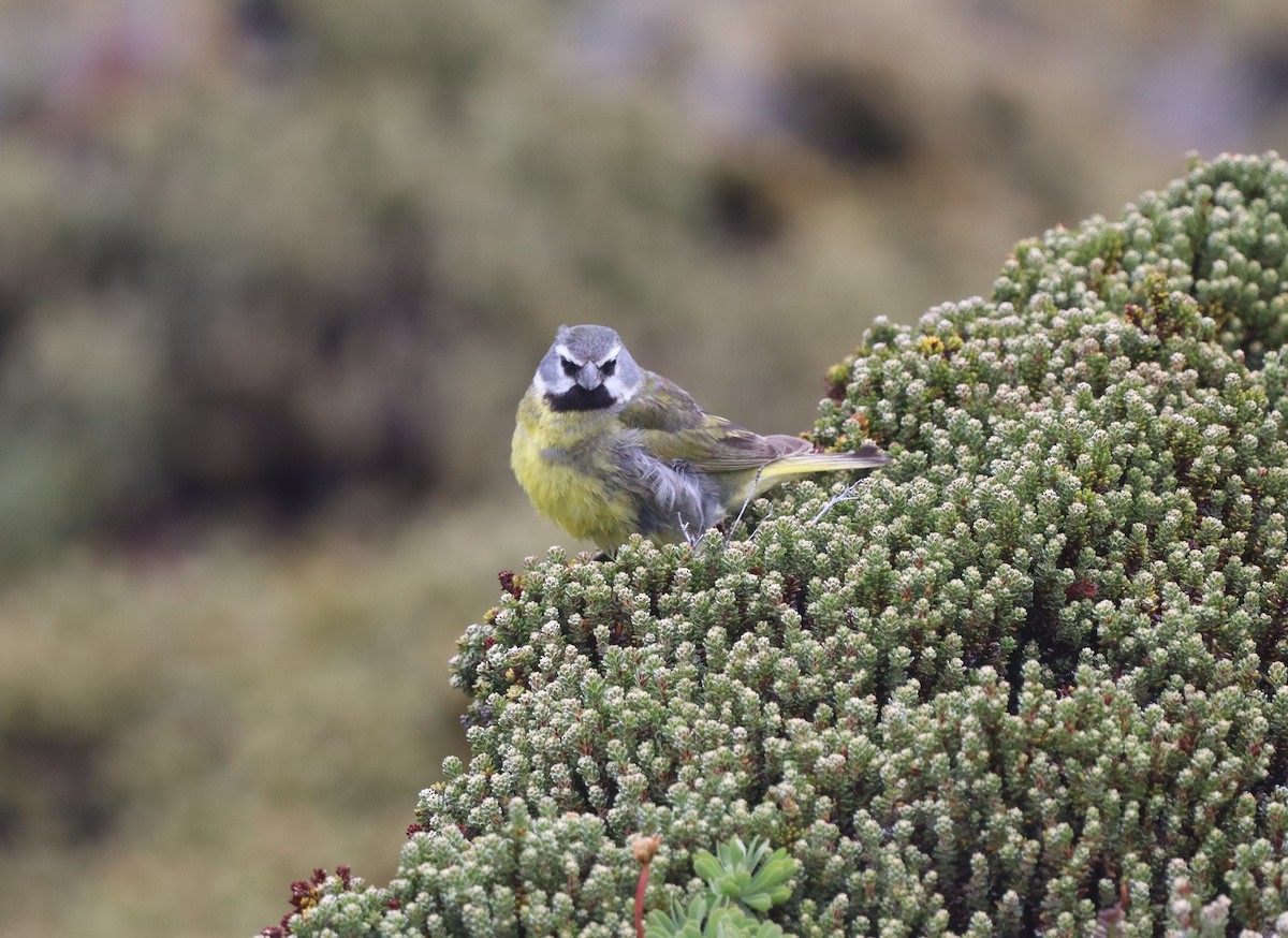 ノドグロシトド - ML643954888