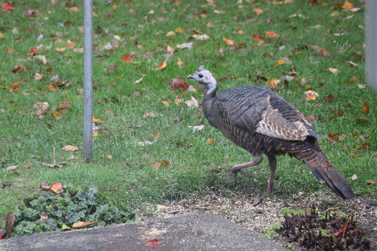 Wild Turkey - ML643954890
