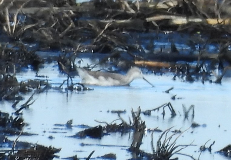 Wilson's Phalarope - ML643954900