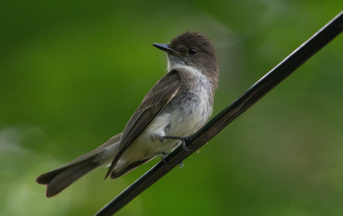 Eastern Phoebe - Louis Lemay