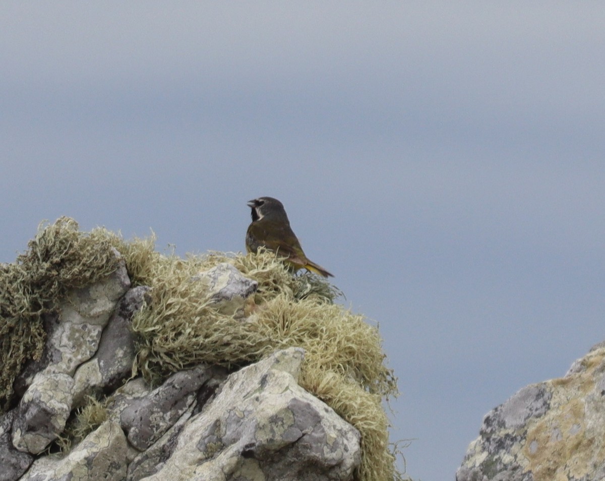 ノドグロシトド - ML643954915