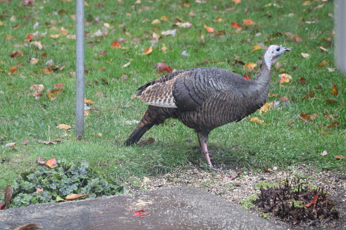 Wild Turkey - ML643954922