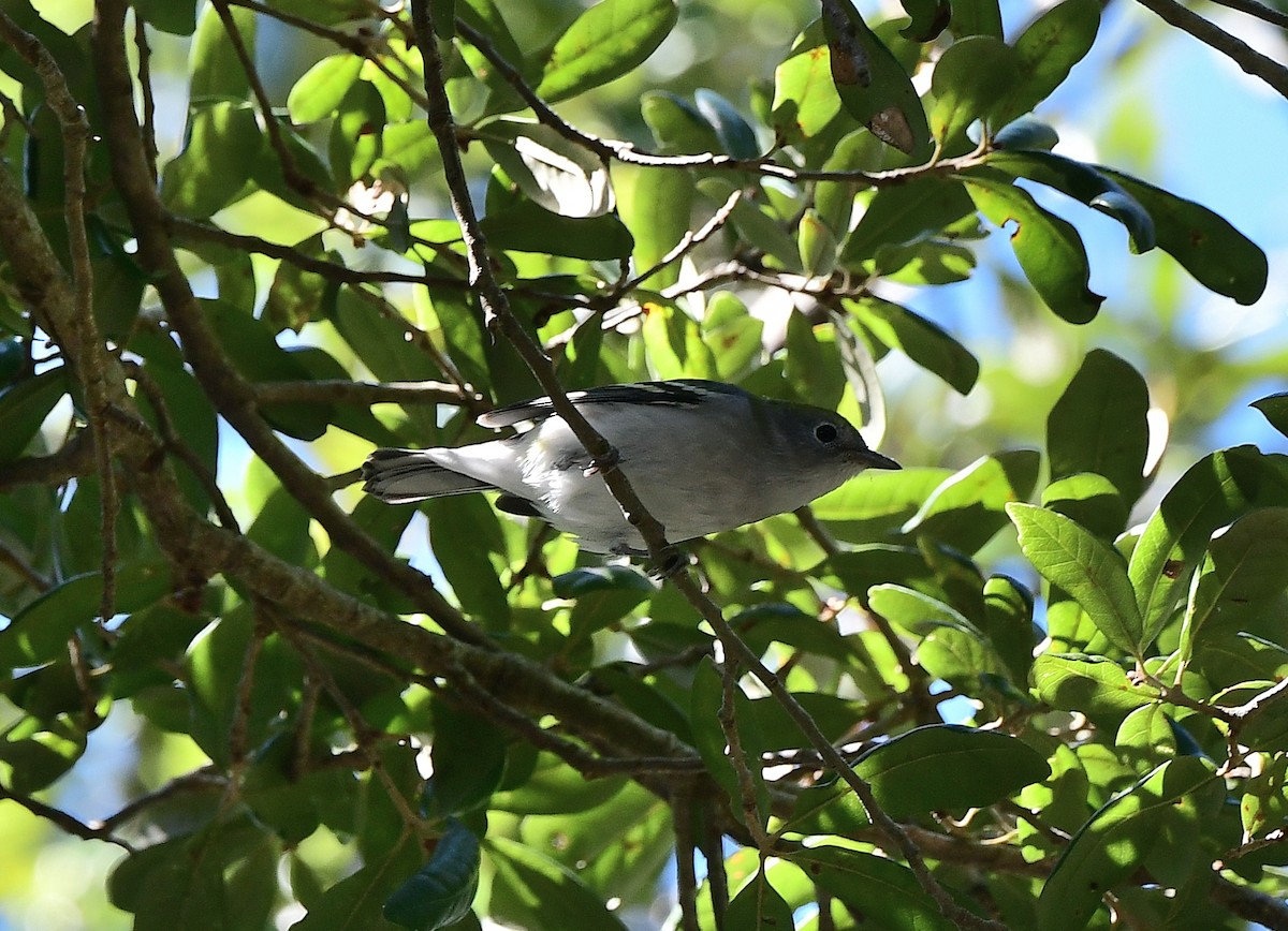 Chestnut-sided Warbler - ML643954928