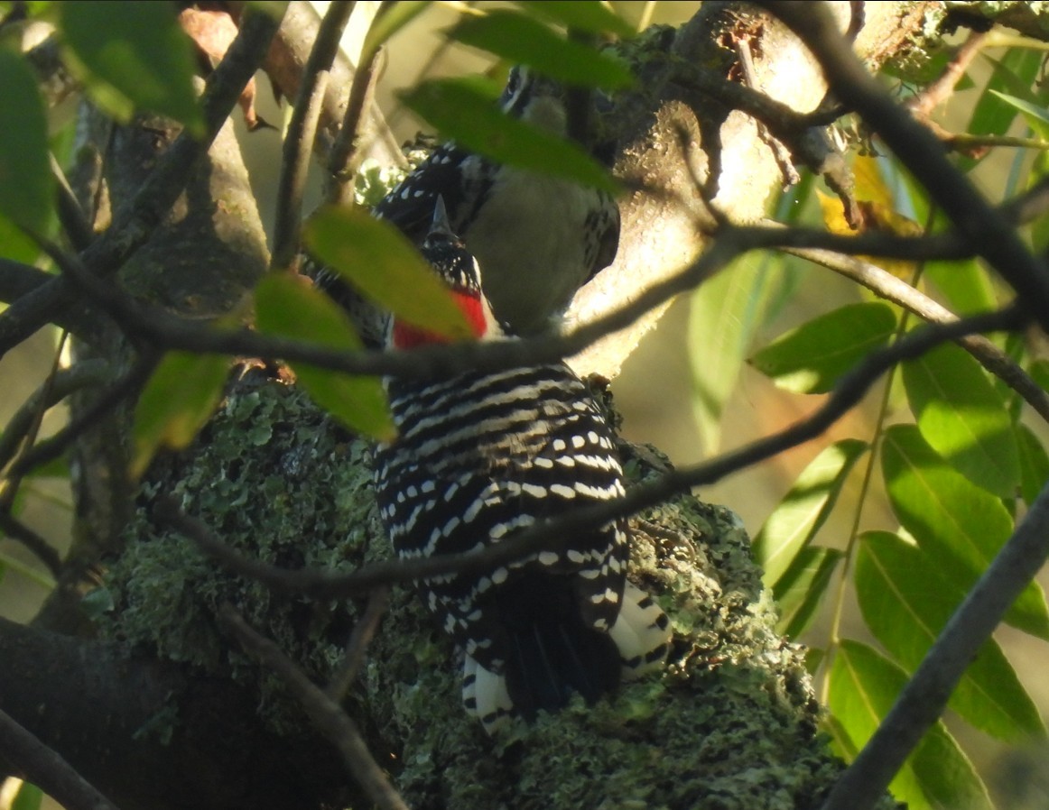 Nuttall's Woodpecker - ML643954930