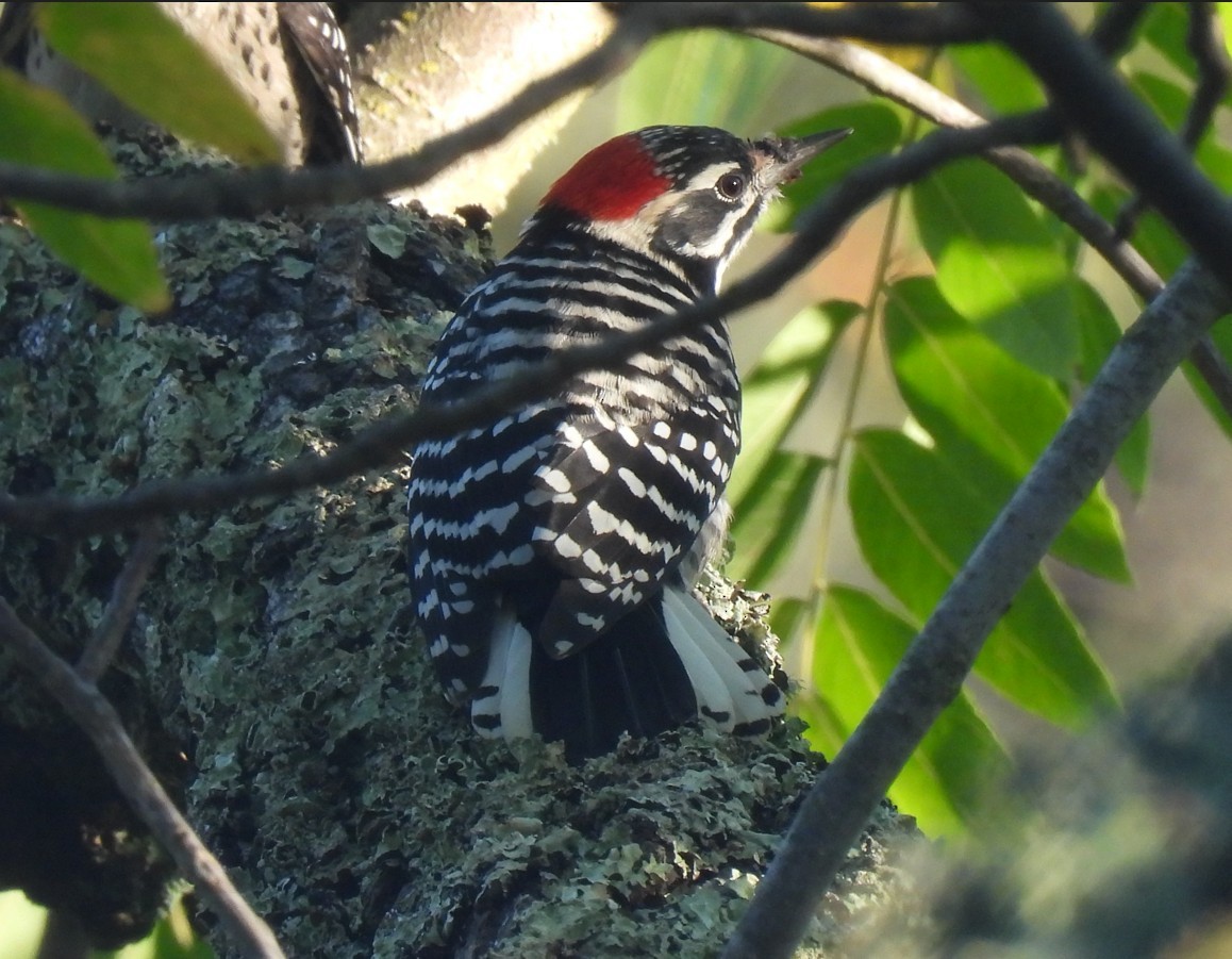 Nuttall's Woodpecker - ML643954931