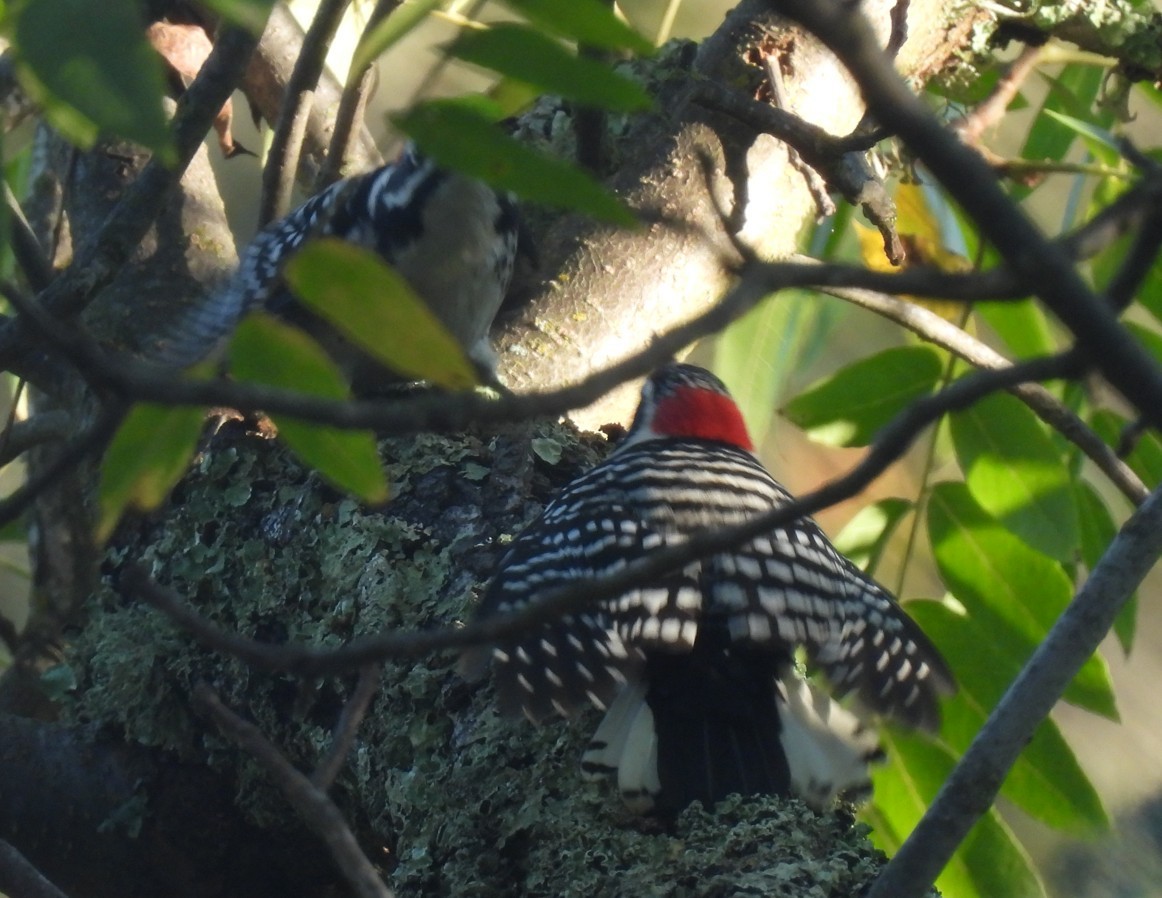 Nuttall's Woodpecker - ML643954932