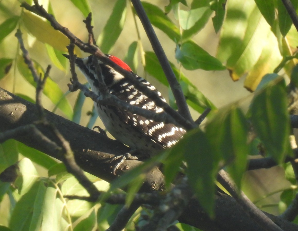 Nuttall's Woodpecker - ML643954933