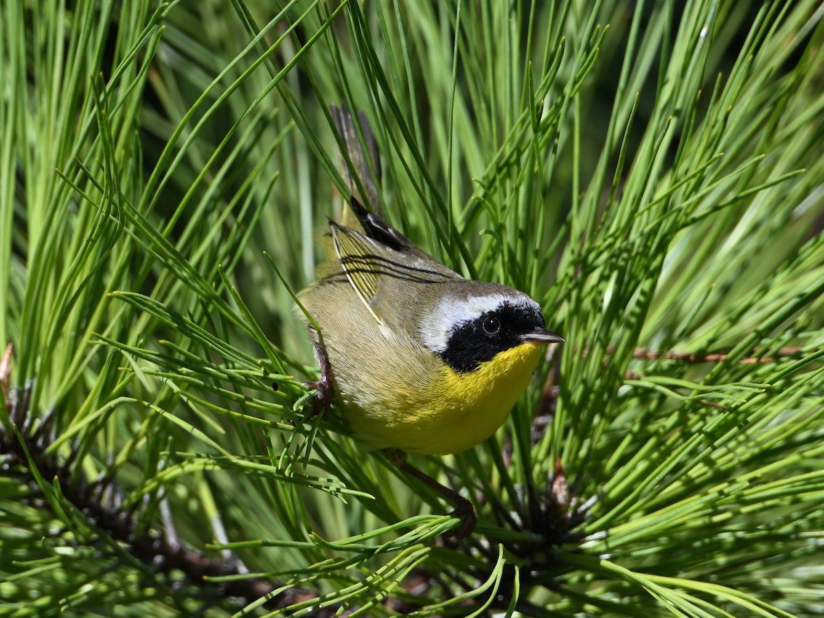 Common Yellowthroat - ML643954940