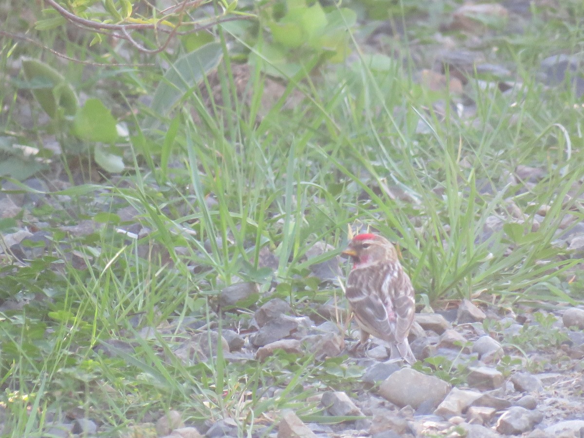Huş İsketesi (cabaret) - ML643954941