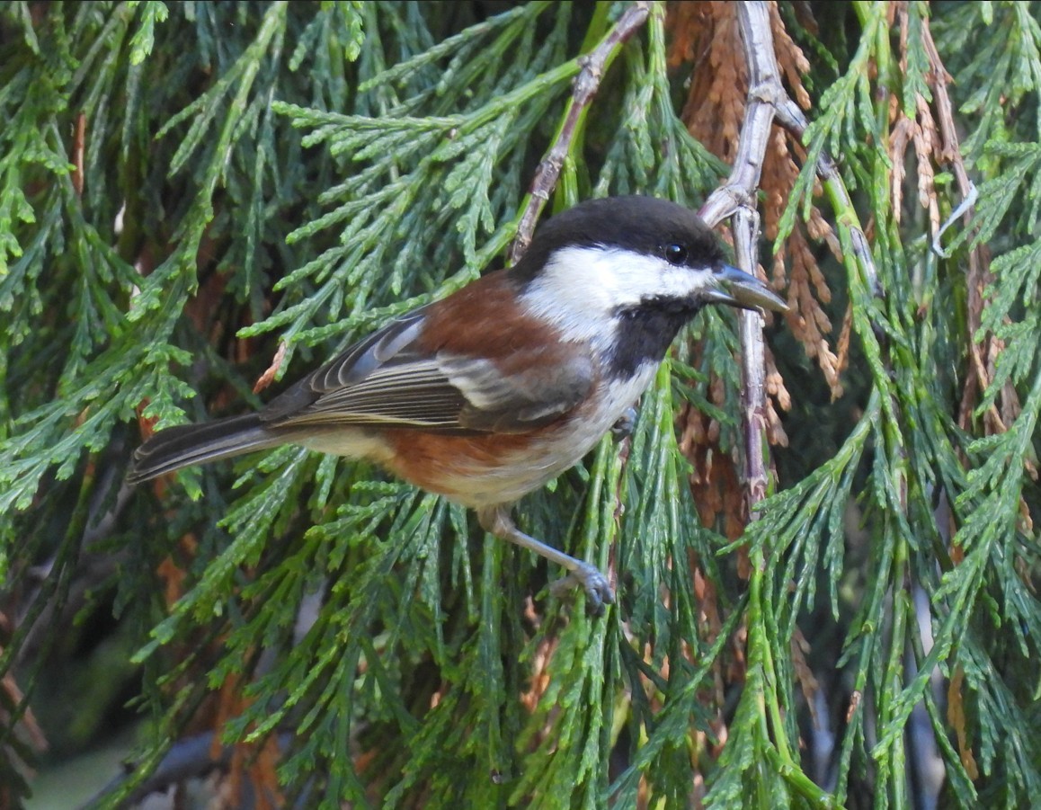 Chestnut-backed Chickadee - ML643954962