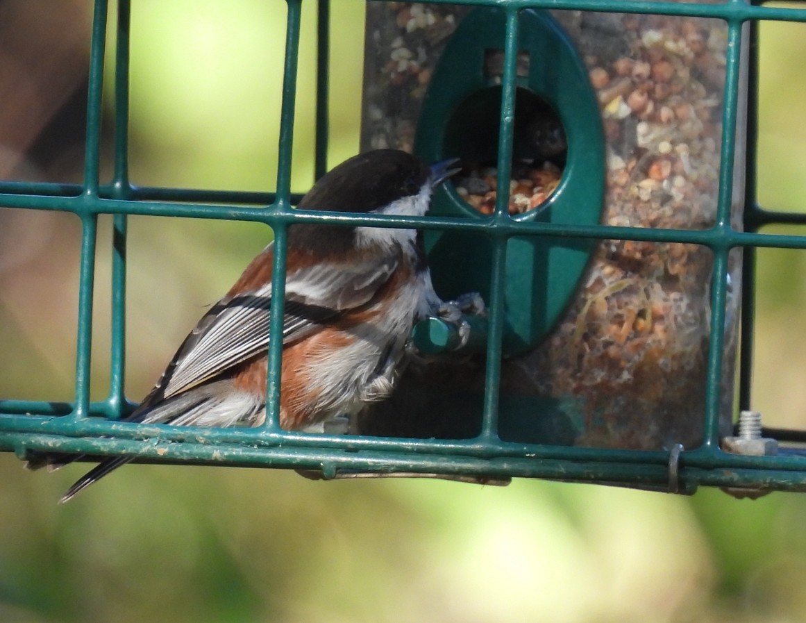 Chestnut-backed Chickadee - ML643954963