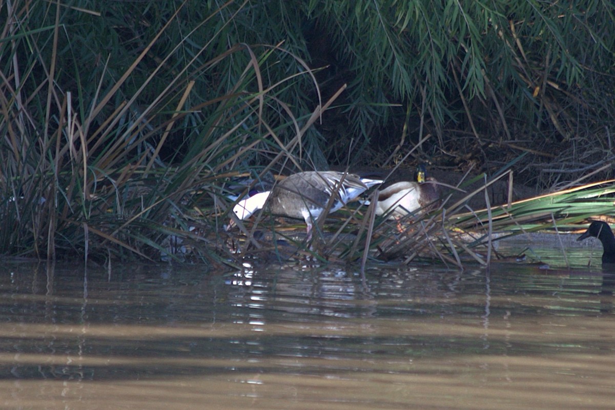 Snow Goose - ML643954964