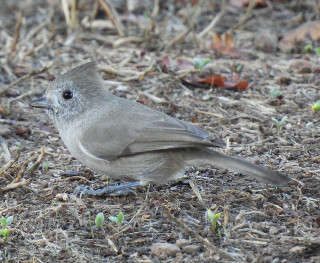 Oak Titmouse - ML643954982