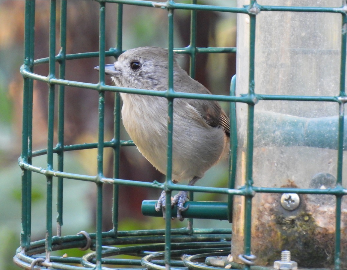 Oak Titmouse - ML643954983
