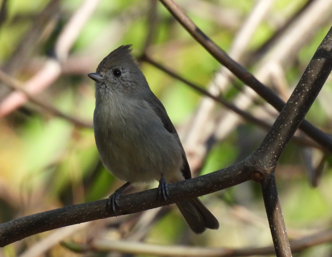 Oak Titmouse - ML643954984