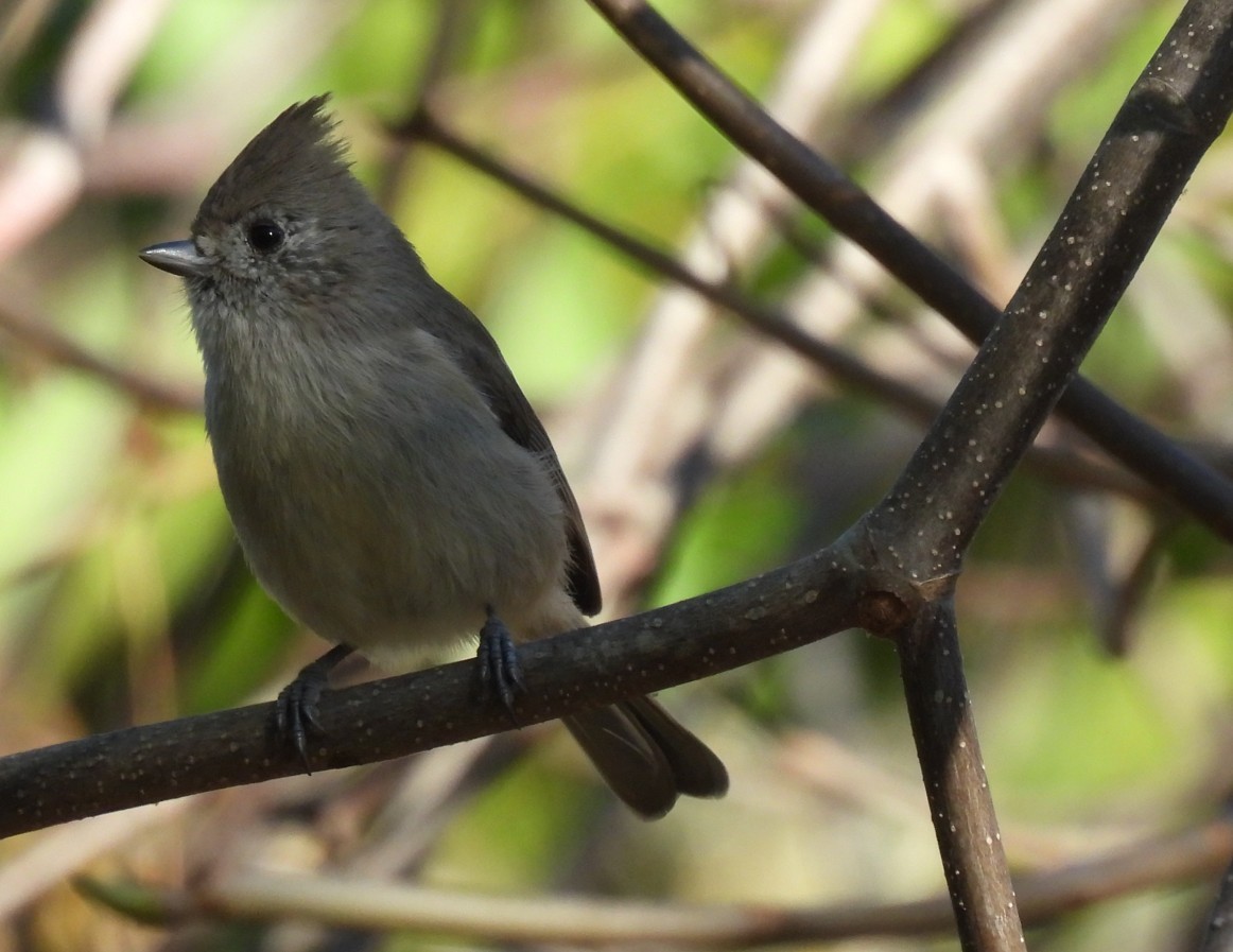 Oak Titmouse - ML643954985