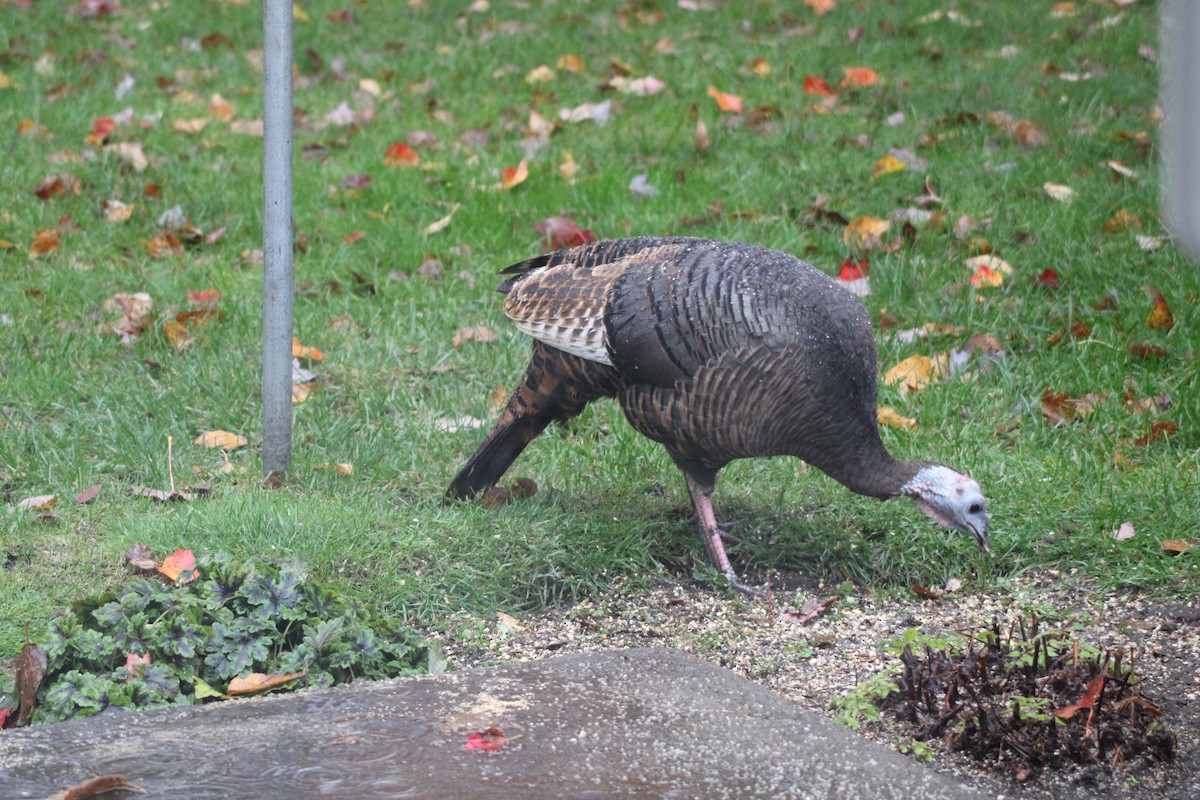 Wild Turkey - ML643954993
