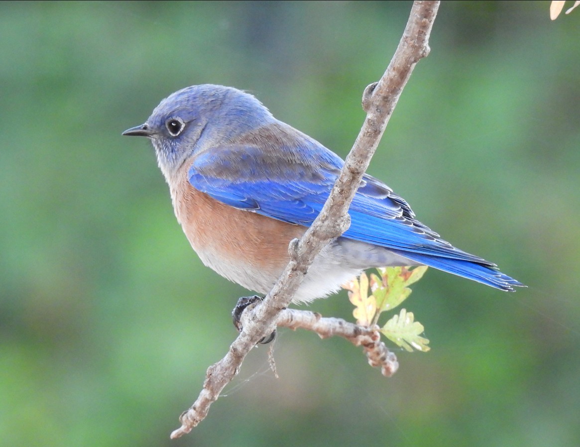 Western Bluebird - ML643954997