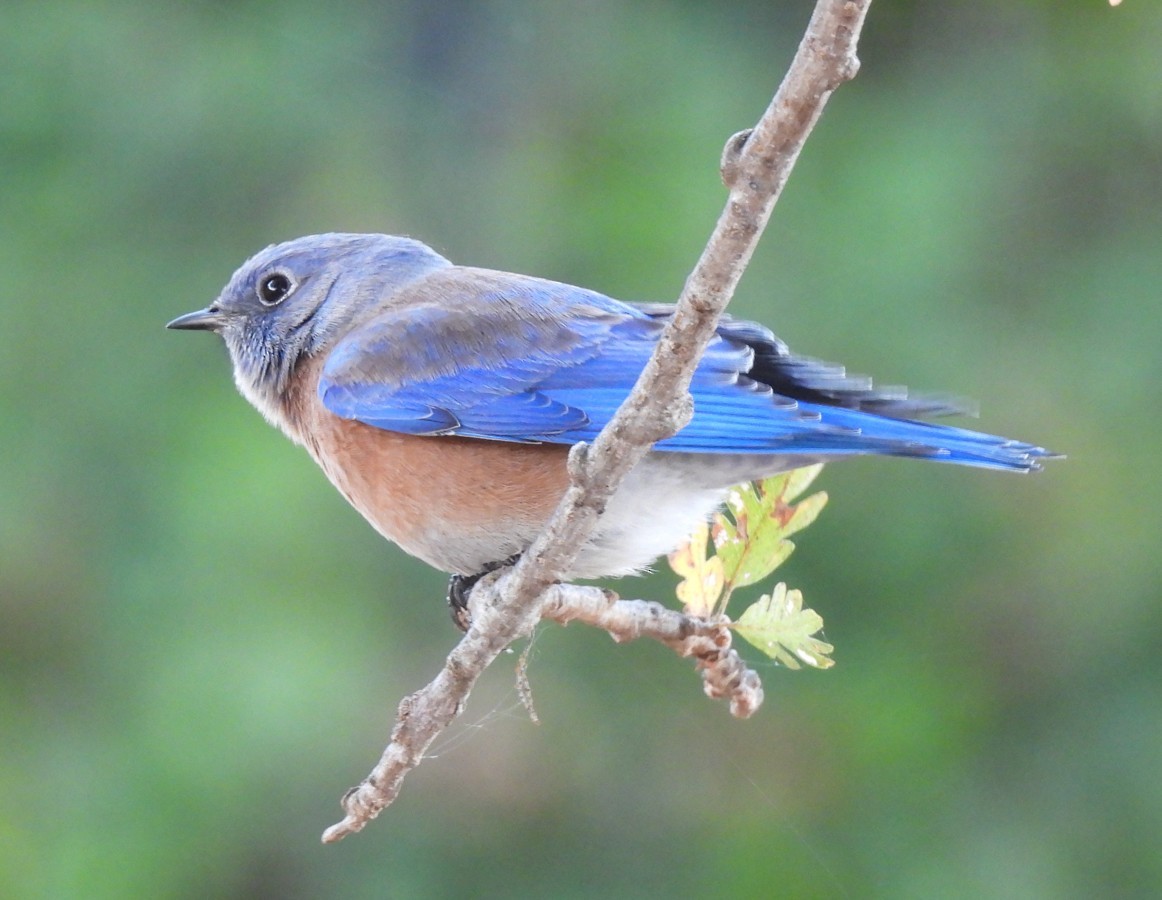 Western Bluebird - ML643954998