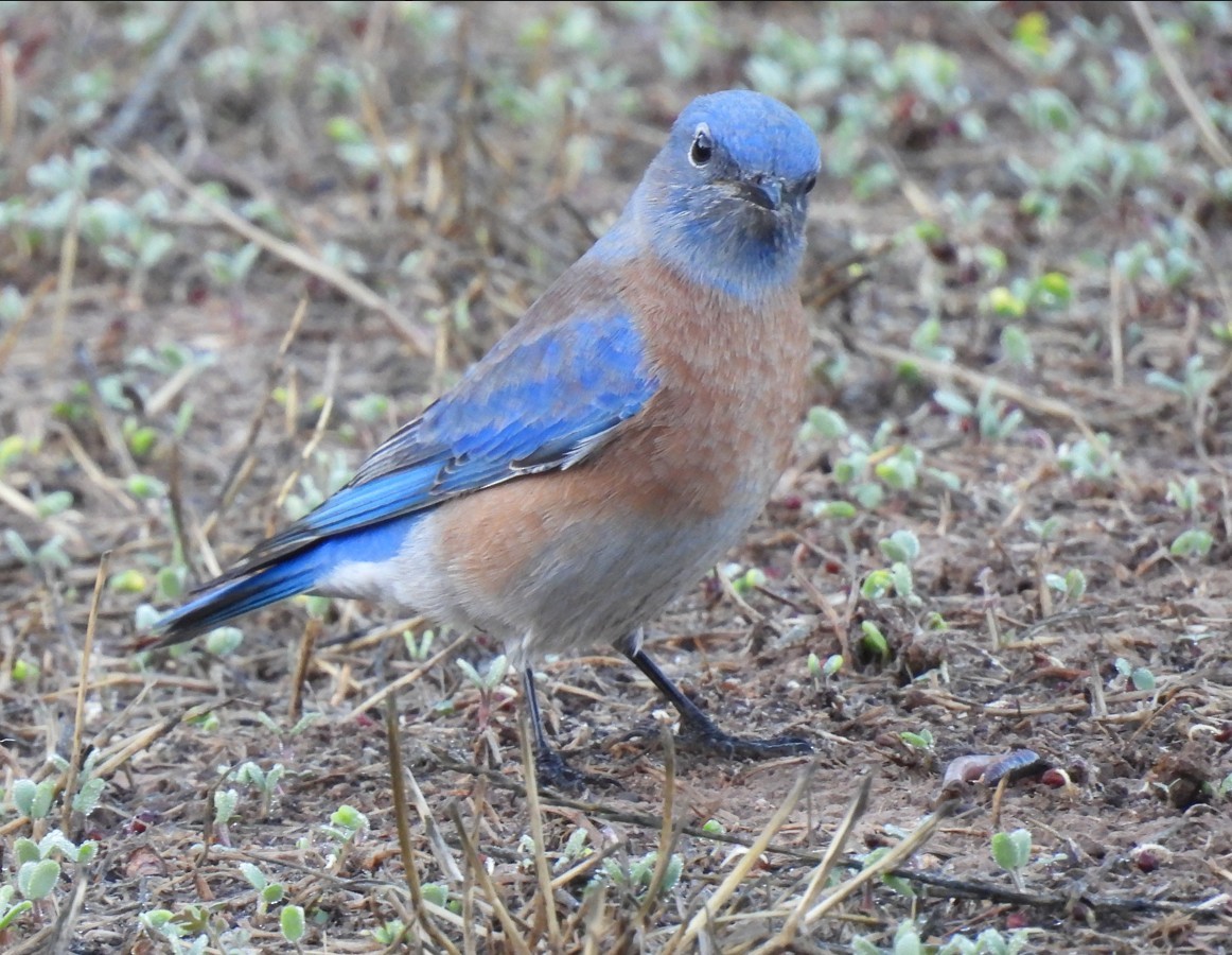 Western Bluebird - ML643954999