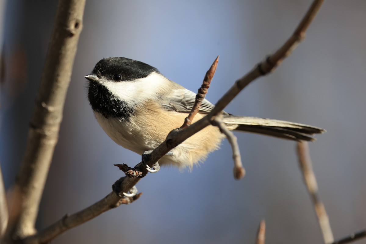 Black-capped Chickadee - ML643955004