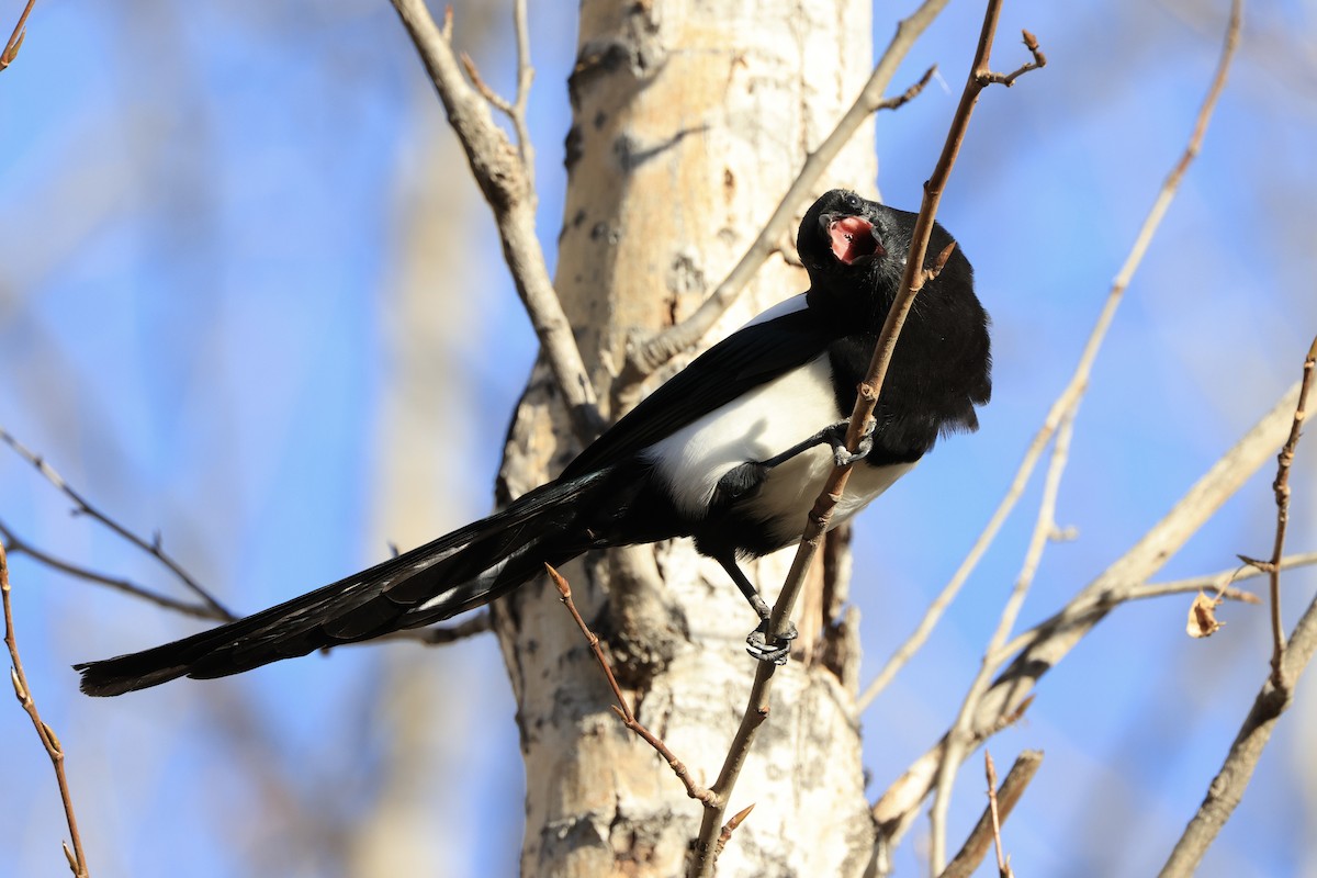 Black-billed Magpie - ML643955005