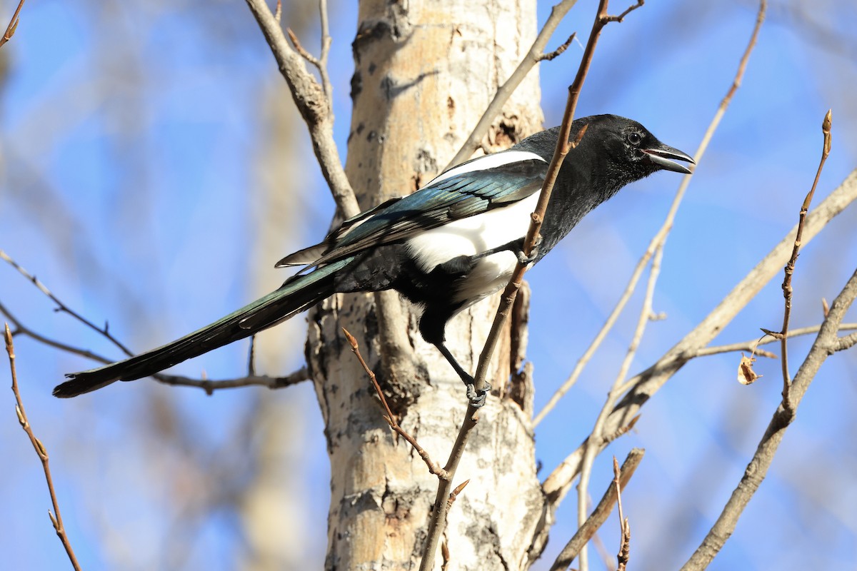 Black-billed Magpie - ML643955006