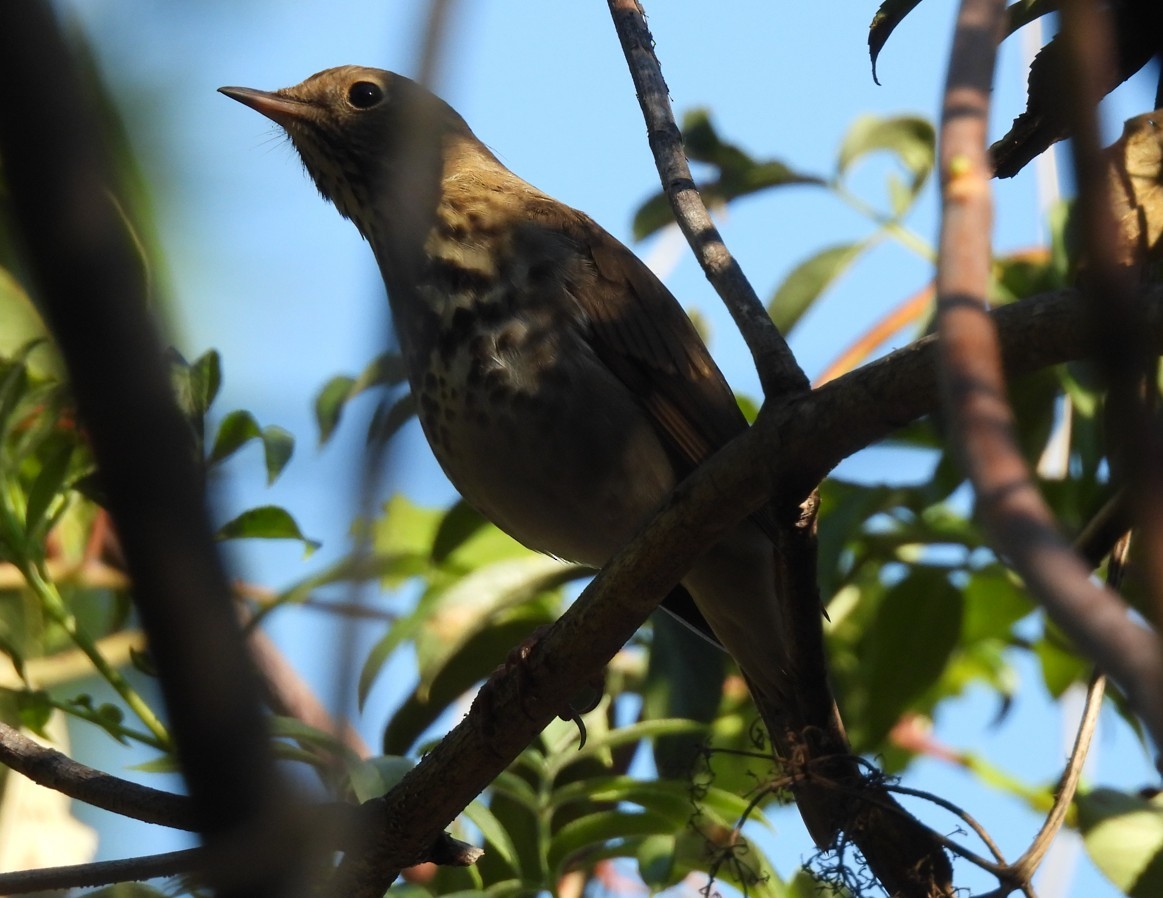 Tordo di Pallas - ML643955008