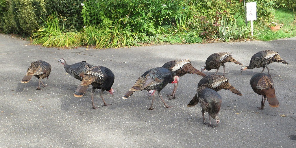 Wild Turkey - ML643955017