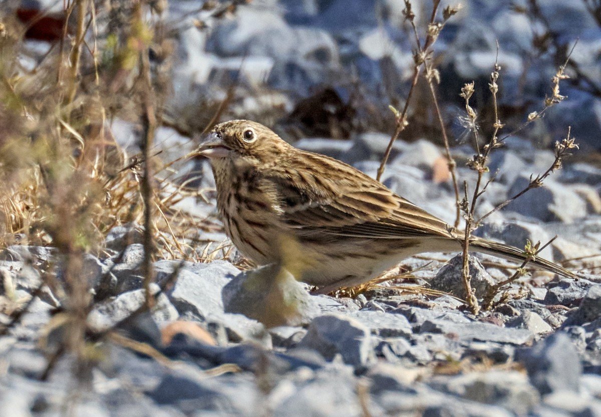 Vesper Sparrow - ML643955018