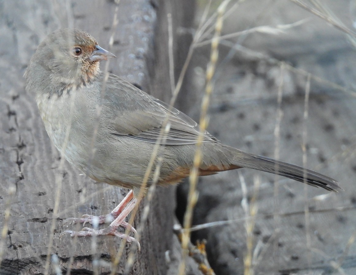 California Towhee - ML643955022
