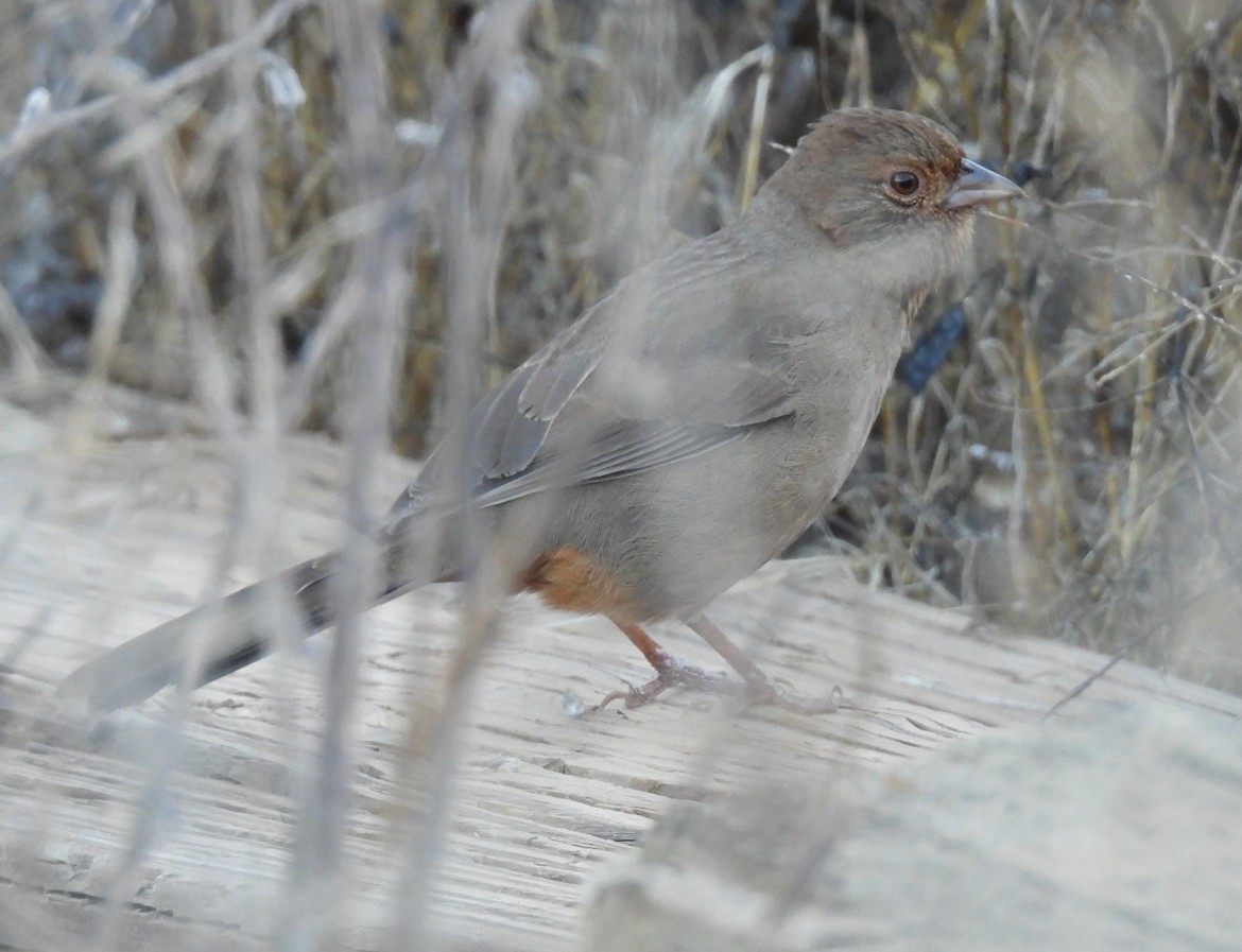California Towhee - ML643955023