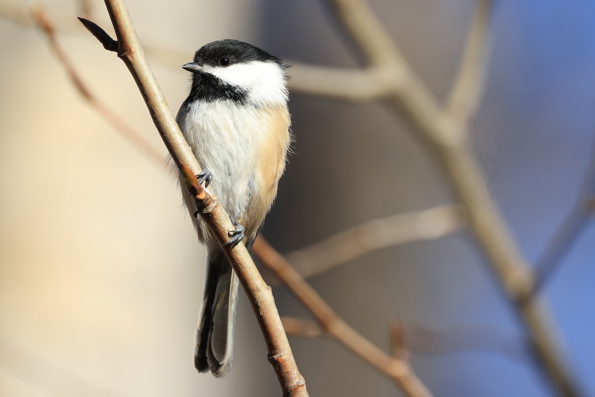 Black-capped Chickadee - ML643955039