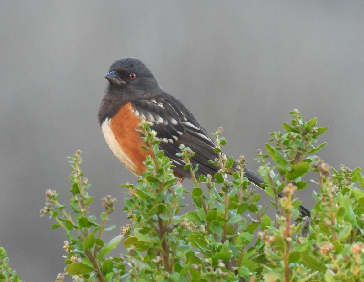 Spotted Towhee - ML643955040