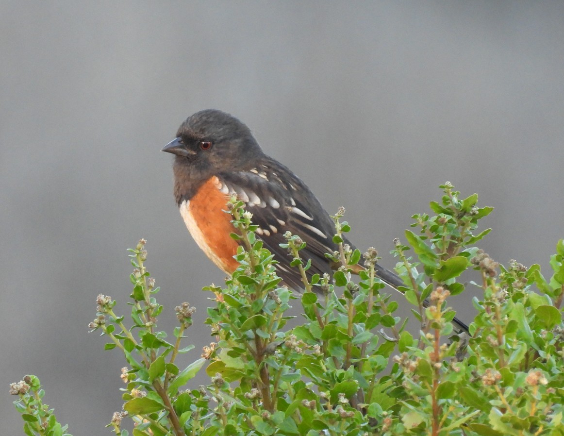 Spotted Towhee - ML643955041