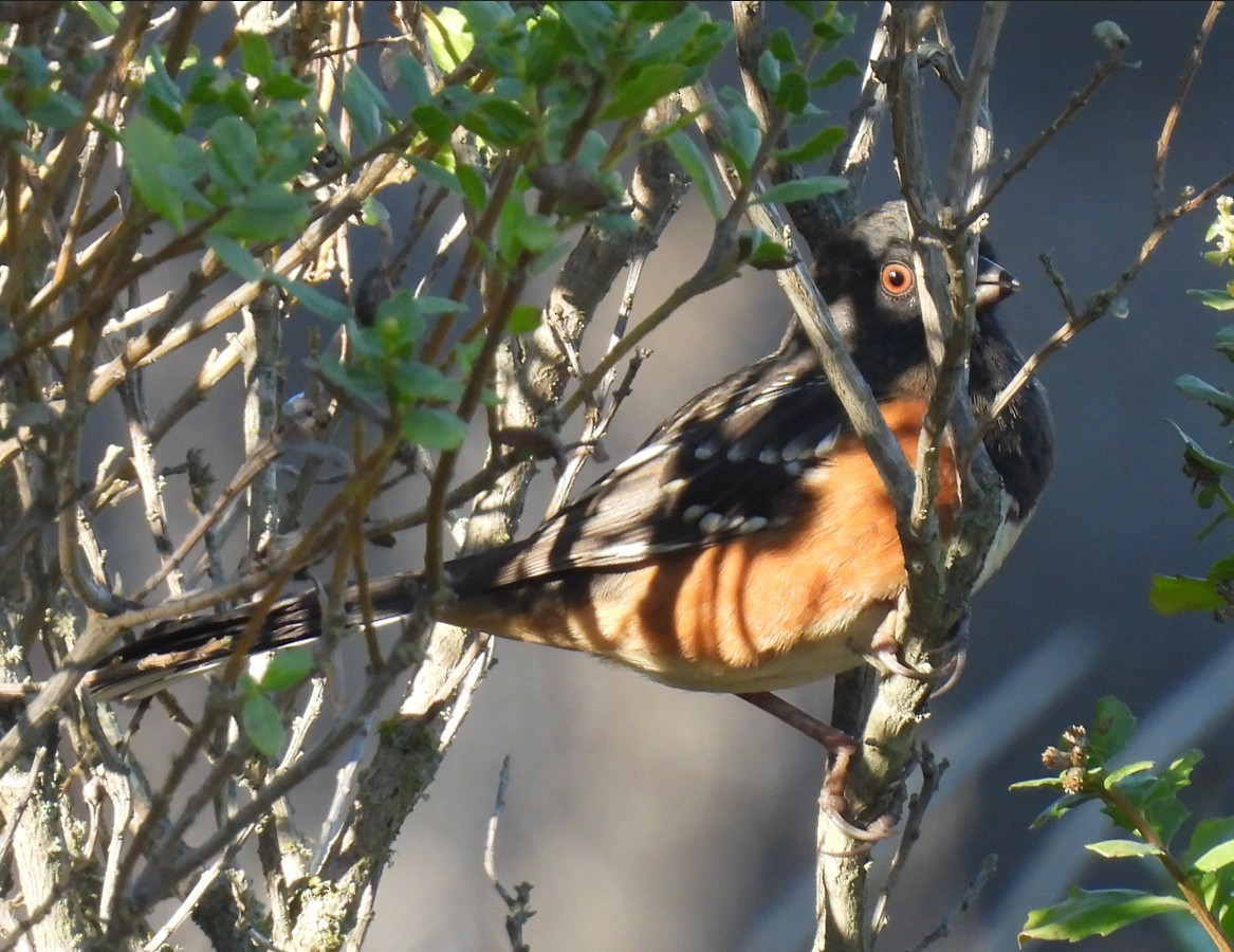 Spotted Towhee - ML643955042