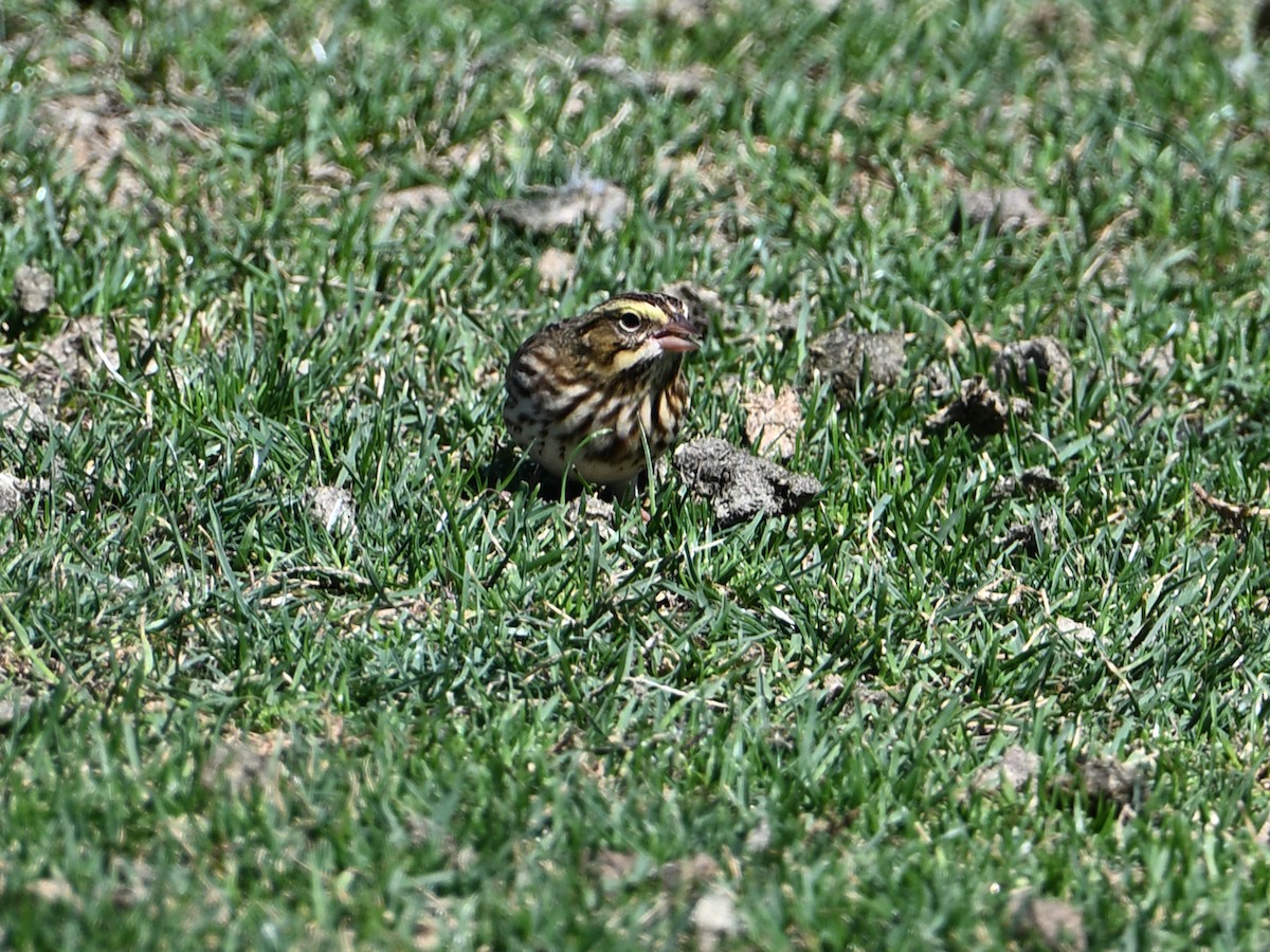 Savannah Sparrow - ML643955049