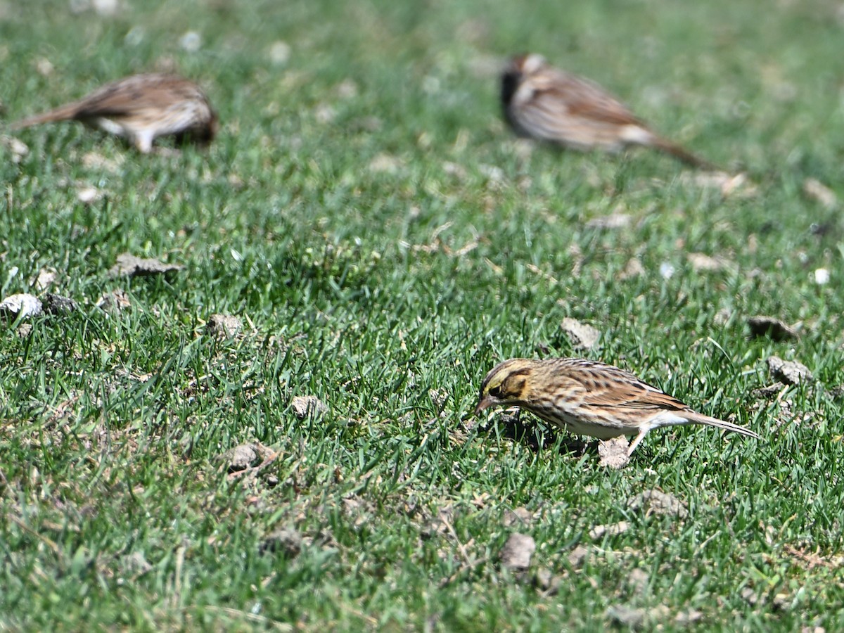 Savannah Sparrow - ML643955050