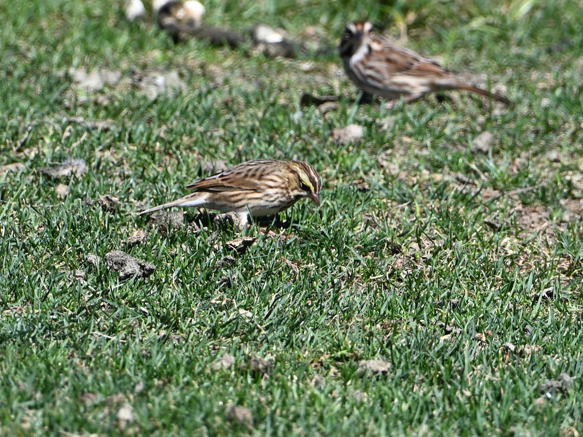 Savannah Sparrow - ML643955051