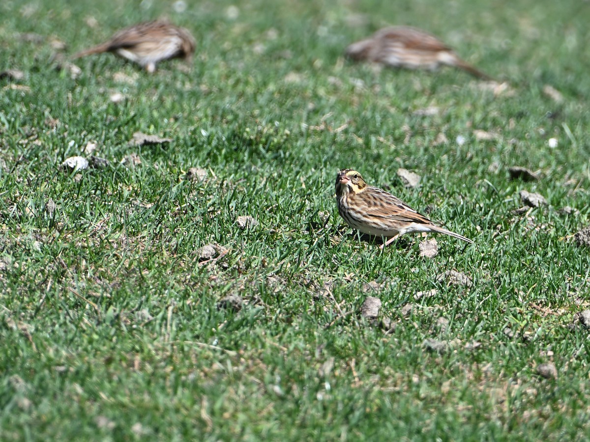 Savannah Sparrow - ML643955052